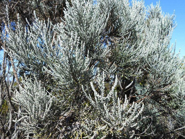 Les branles gris sont moins nombreux que les branles verts