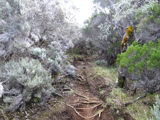 Belle portion de sentier bordée de branles blancs