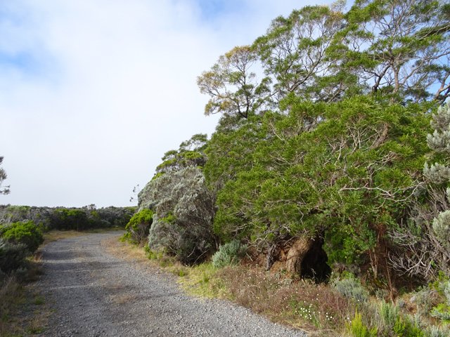 Un beau tamarin des Hauts le long de la piste du Piton de l'Eau