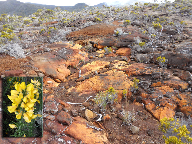 L'aridité a parfois du beau avec ces terres ocres. L'ajonc d'Europe viendra très vite recouvrir le sol