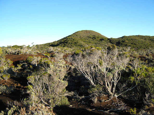 Une autre idée de la végétation le long de la piste
