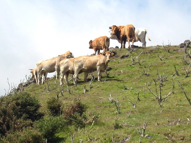 Cette région d'altitude est vouée à l'élevage