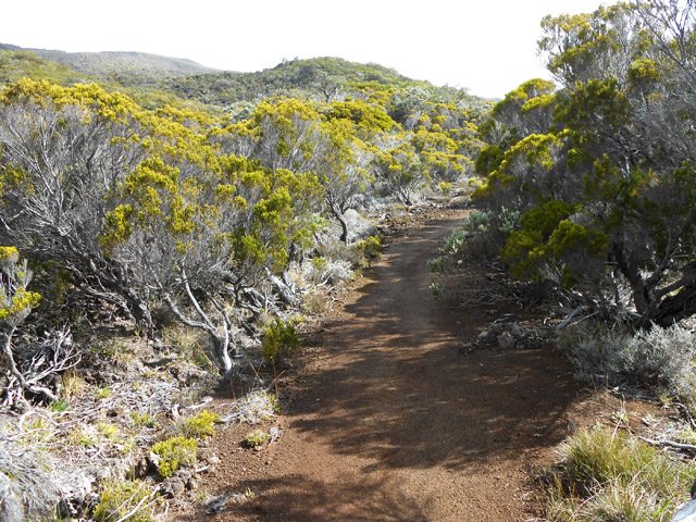 Sentier agréable entre les branles verts