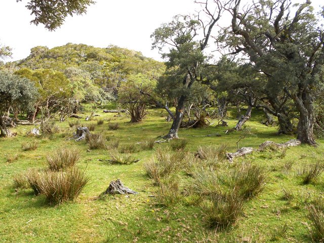 On traverse une zone agréable et verdoyante couverte de tamarins des Hauts