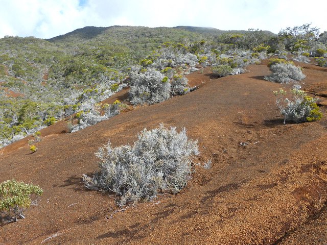 Quelques branles gris tentent de pousser aussi bien que les branles verts