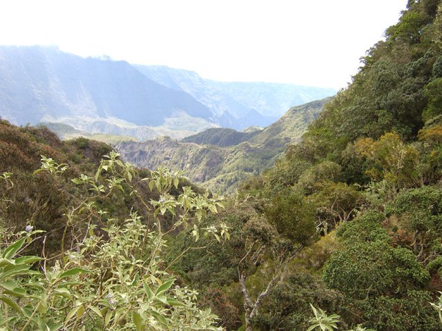 La végétation entourant le sentier du Kerval