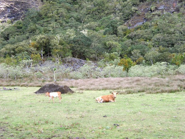 Pâturages idylliques pour les bovins