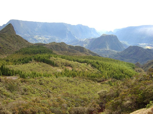 Le Piton d'Anchaing et Lélesse derrière la forêt de cryptomerias avant le col