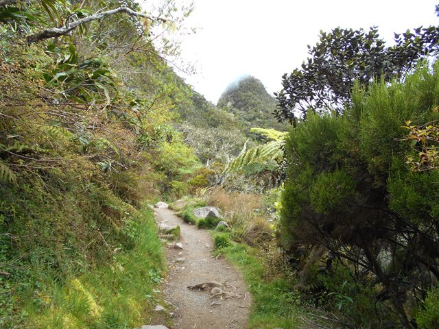 Une des rares portions plates de la descente vers la Plaine des Tamarins