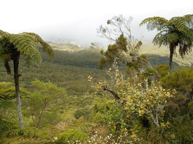La Plaine des Tamarins qu'on atteindra très bientôt