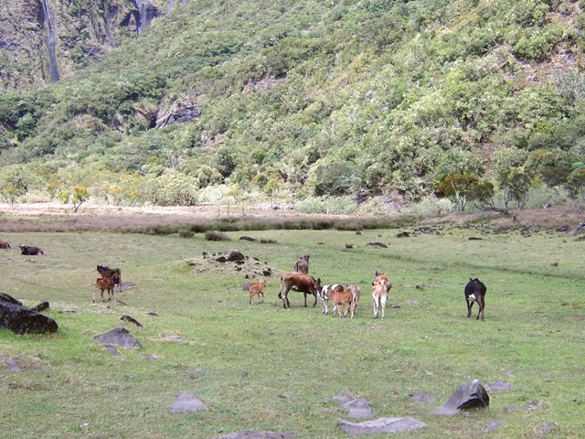 D'adorables petits veaux naissent à ces altitudes