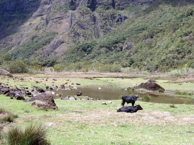 La mare, au centre du Plateau de Kerval, sert à abreuver les troupeaux
