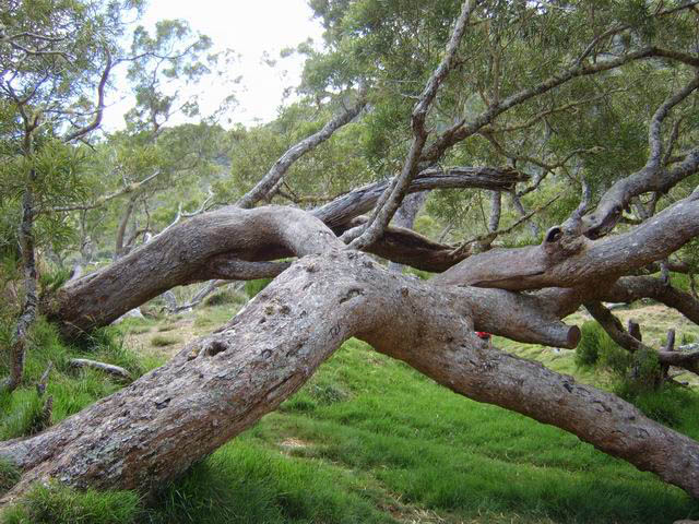 Les troncs tortueux des Tamarins sont innombrables