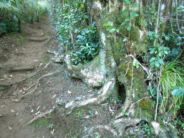 Cheminement agréable entre palmistes et bois maigres
