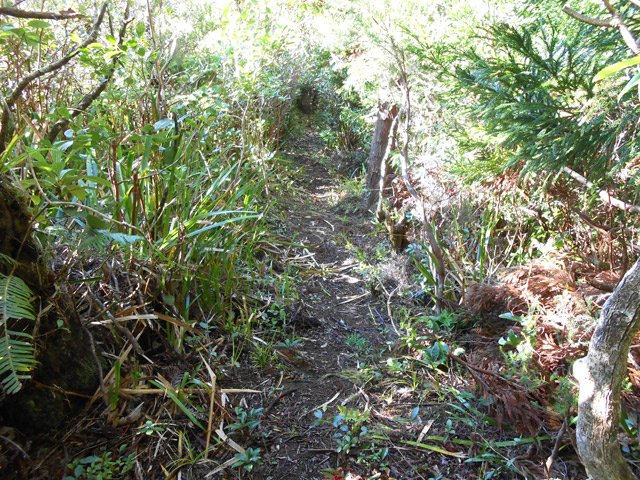Entre sabres et fougères, le sentier descend constamment
