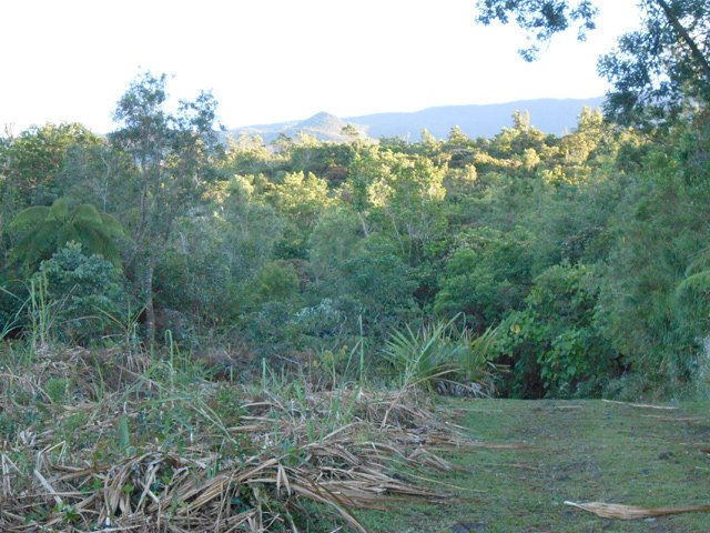 La piste le long du champ de canne à sucre
