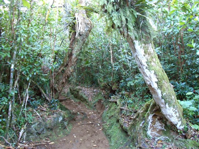 Beaux bois de couleurs malgré les goyaviers partout