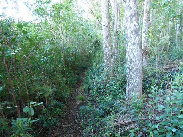 Sentier facile à suivre le long des camphriers