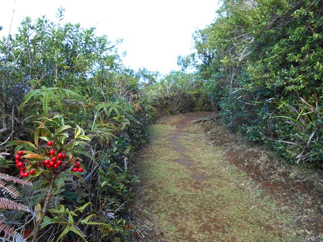 Une portion plate du sentier Jacques Payet