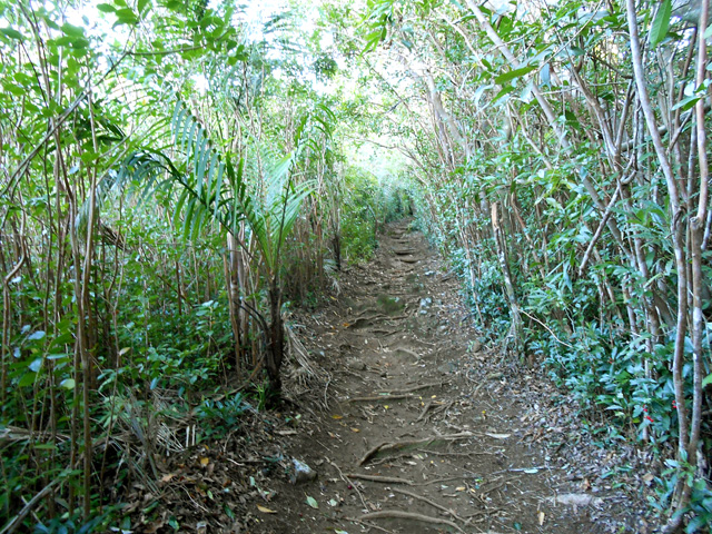 Le premier sentier entre goyaviers et palmistes