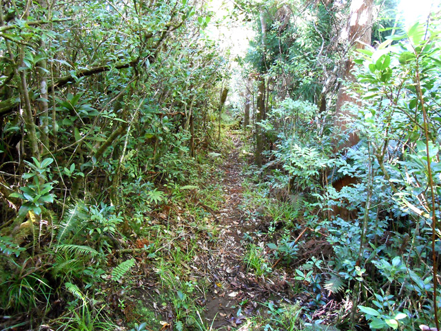 Le sentier dans la descente dans les bois de couleurs et les cryptomérias
