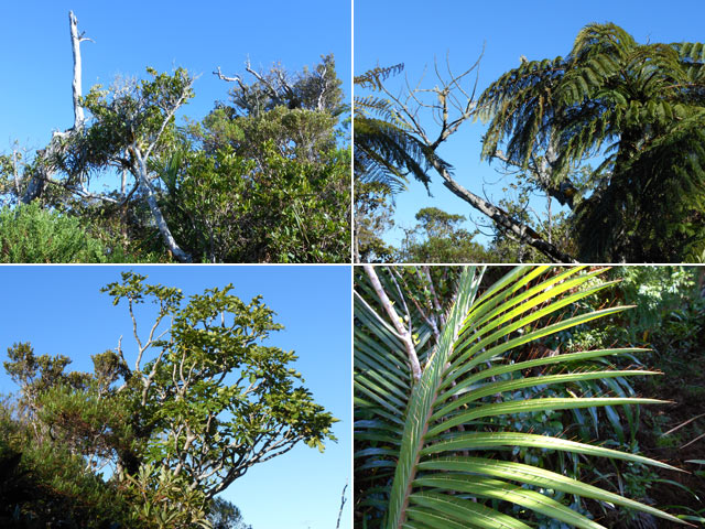 Quelques bois de couleurs et des palmistes aux épines acérées