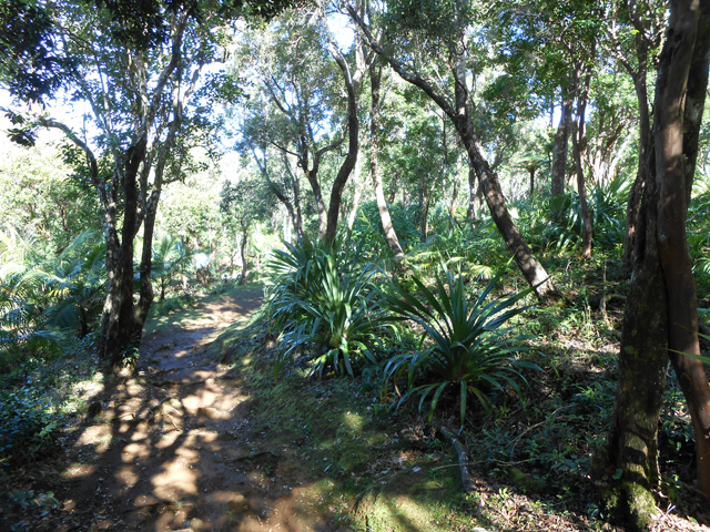 Une planation traversée par le sentier de Jacques Payet avant le village