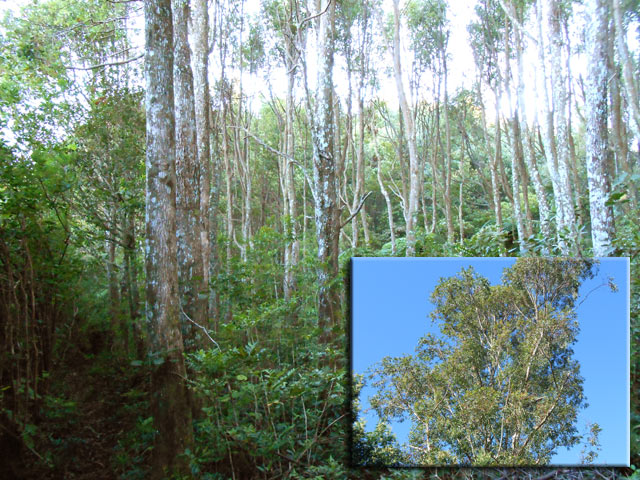 Le sentier en bordure de la forêt de camphriers