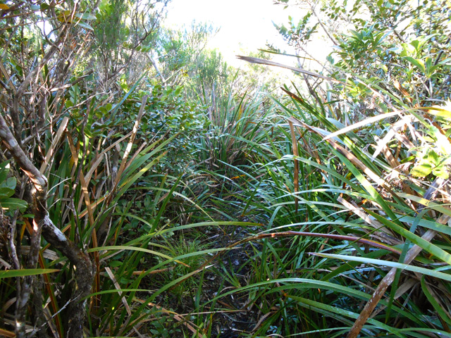Entre 1150 et 1200 m, les sabres gênent mais n'empêchent pas le passage (Machaerina iridifolia)