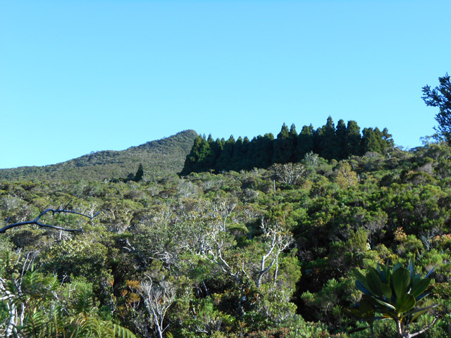 Trouée dans la végétation et panorama sur le Piton Lardé