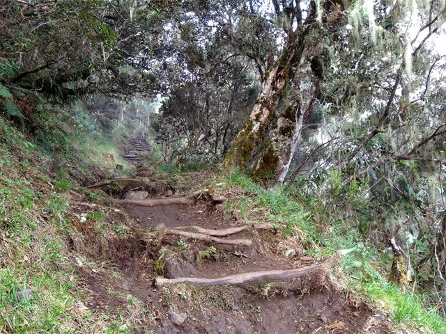 La montée au Piton des Neiges depuis le Bloc sur un sentier en escalier