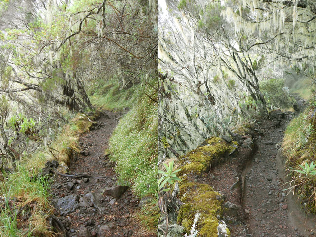 Deux rares portions plates du sentier du Piton des Neiges