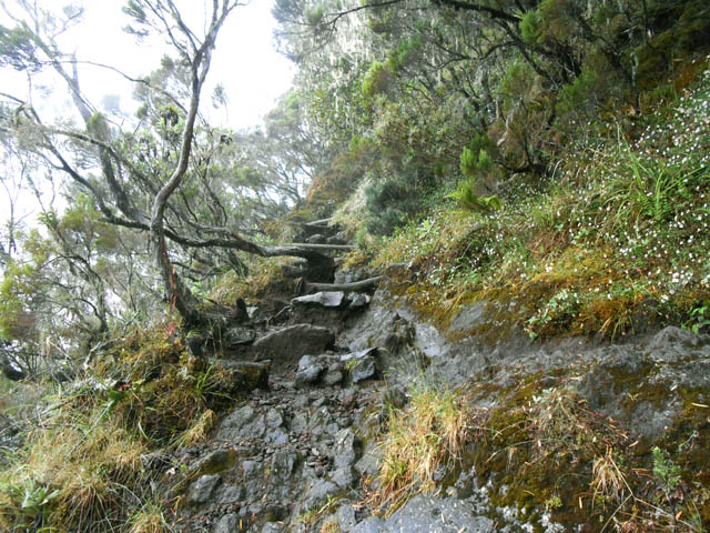 Le sentier classique qui monte et serpente dans les branles verts