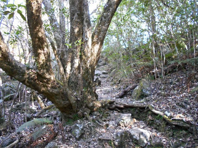 On rencontre même quelques belles essences sur le bord du sentier