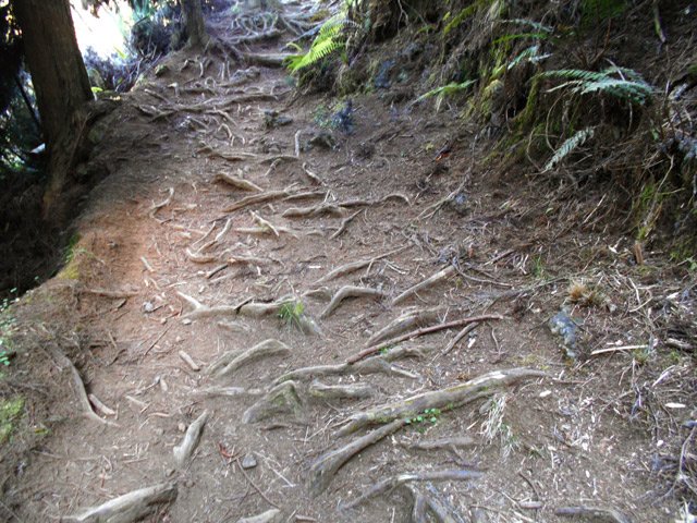 Les premières racines de cryptomérias pour mettre à mal les chevilles