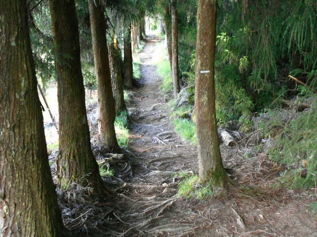 Passage ombragé sous les grands arbres bien alignés