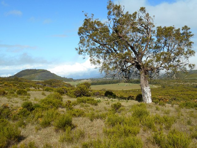Un tamarin solitaire et le Piton Dugain