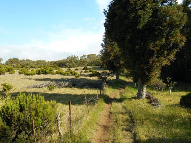 Bientôt la fin des prairies avant de pénétrer sous le couvert des cryptomerias