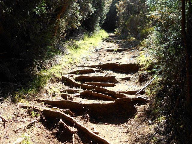 Les racines ont créé ici de hautes marches
