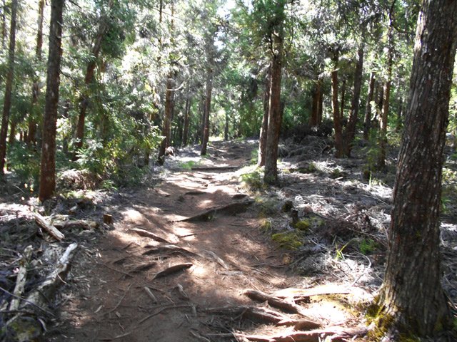 On ne quittera plus les grands arbres avant la fin de la boucle
