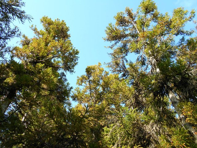 Toute la forêt de cryptomérias du Piton Guichard est vieillissante et semble en mauvaise santé