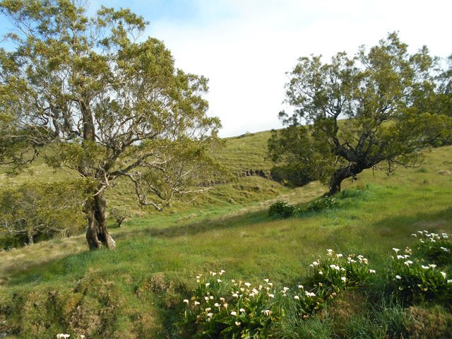 Des tamarins dans la prairie proche du départ
