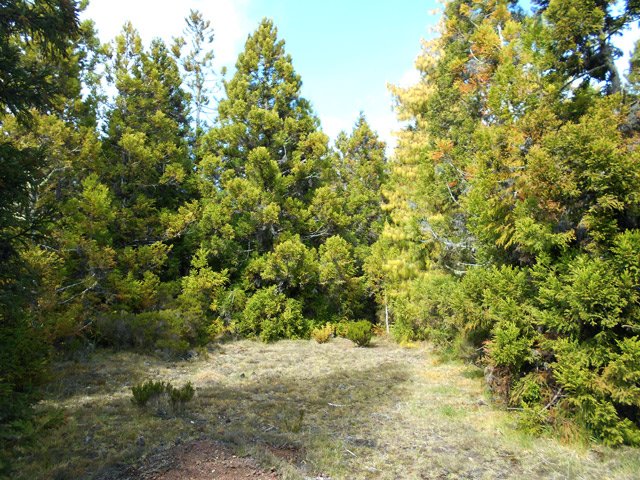 Quelques clairières permettent de se reposer à l'ombre
