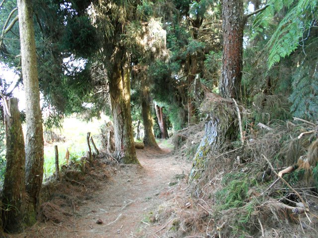 Il s'élargit sous les premiers cryptomerias