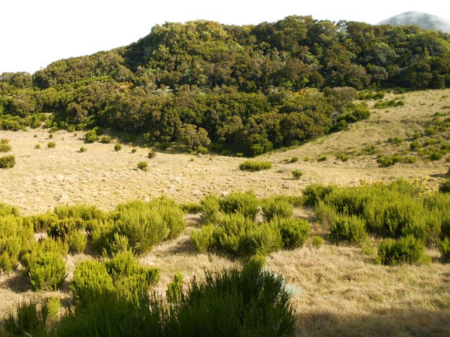 Toutes les petites collines n'ont pas été systématiquement déboisées, heureusement