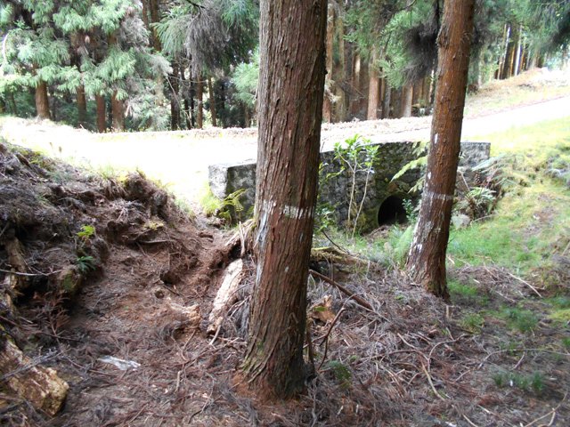Le sentier sous les cryptomerias finit à la petite route, proche de la Rf du Volcan