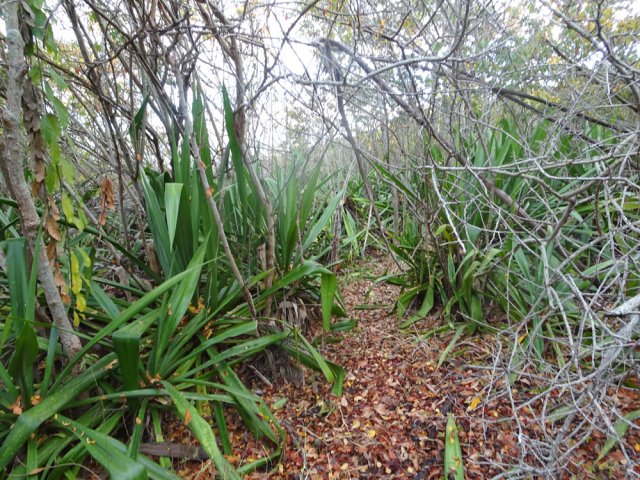 Le nouveau sentier comporte également beaucoup de chocas verts