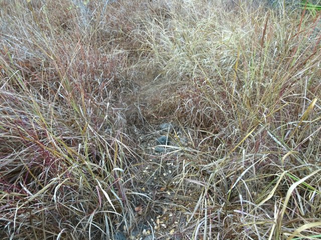 Le début du sentier est très difficile à suivre dans les hautes herbes