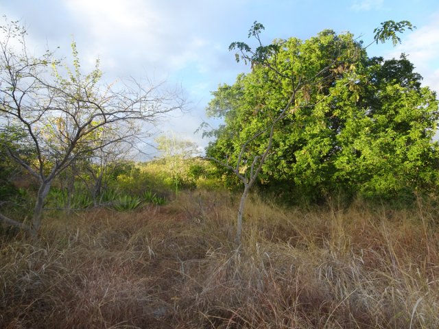 Contourner par la droite ce tamarin des bas caractéristique