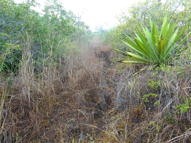 Cheminement rectiligne entre chocas et poivriers